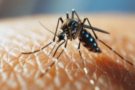 Dengue Fever – An Epidemic?